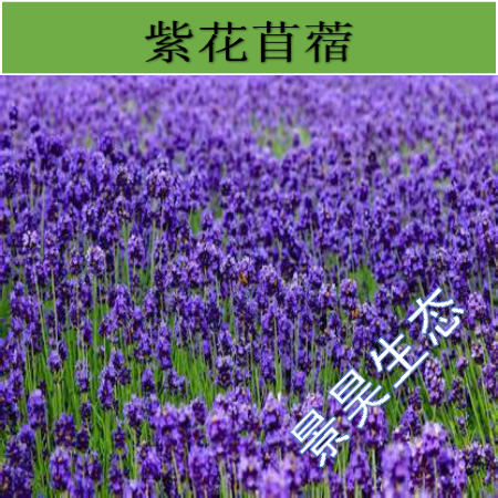 湖南草种 长沙草种 湖南灌木种子 湖南紫花苜蓿 长沙紫花苜蓿 长沙紫花苜蓿种子 湖南紫花苜蓿种子